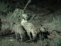 hyenes-savane-senegal.jpg